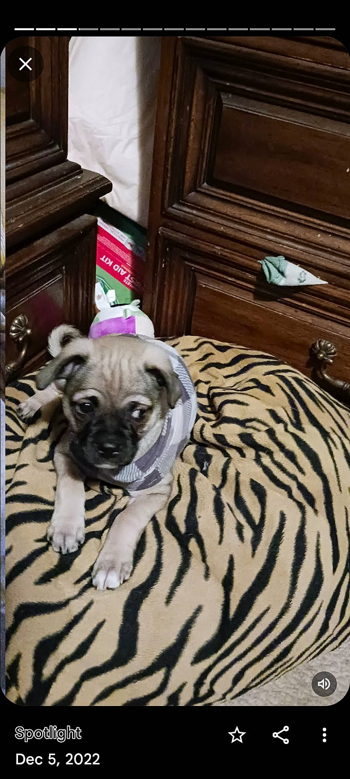 Chloé is registered to the contest to win money with this photo: canidae, carnivore, comfort, companion_dog, dog, dog_breed, dog_supply, fawn, floor, flooring, fur, hardwood, pug, snout, sporting_group, toy_dog, whiskers, wood, working_animal, wrinkle