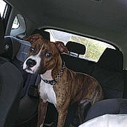 Zeus is registered to the contest to win money with this photo: dog, brindle, white_paws, car_interior, car_seat, child_safety_seat, window, greenery, pet, collar, animal, domestic_animal, seat, backseat, vehicle, canine, looking, standing, inside, daylight