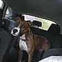 dog, brindle, white_paws, car_interior, car_seat, child_safety_seat, window, greenery, pet, collar, animal, domestic_animal, seat, backseat, vehicle, canine, looking, standing, inside, daylight