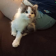 Binx joined the competition — help win amazing prizes! abyssinian, accessories, angora, animal, ankle, bodypart, cat, chair, couch, cushion, furniture, hand, hardwood, homedecor, kitten, manx, person, pet, siamese, strap