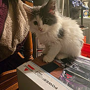 Buffy is registered to the contest to win money with this photo: angora, animal, box, cardboard, carton, cat, computer, drawer, electronics, furniture, hardwood, indoors, kitten, laptop, manx, pc, pet, plywood, shelf, wood