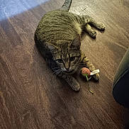 Kitty joined the competition — help win amazing prizes! animal, bodypart, cat, couch, face, finger, furniture, hand, hardwood, head, indoors, interiordesign, kitten, manx, person, pet, photography, plywood, portrait, wood