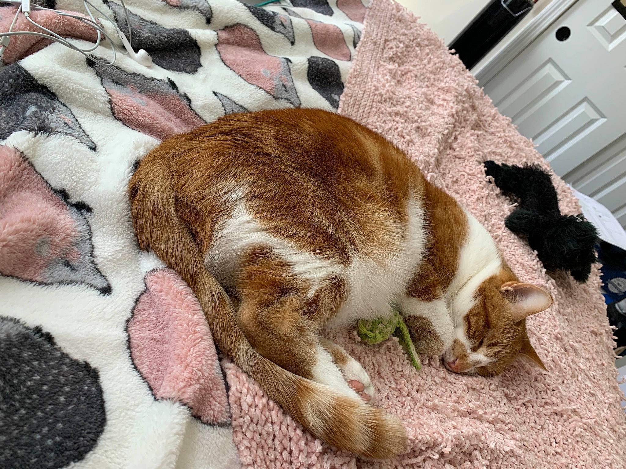 Cheshire is registered to the contest to win money with this photo: canidae, carnivore, cat, claw, ear, european_shorthair, fawn, felidae, floor, fur, kitten, nap, paw, sand, sleep, small_to_medium_sized_cats, tabby_cat, tail, whiskers