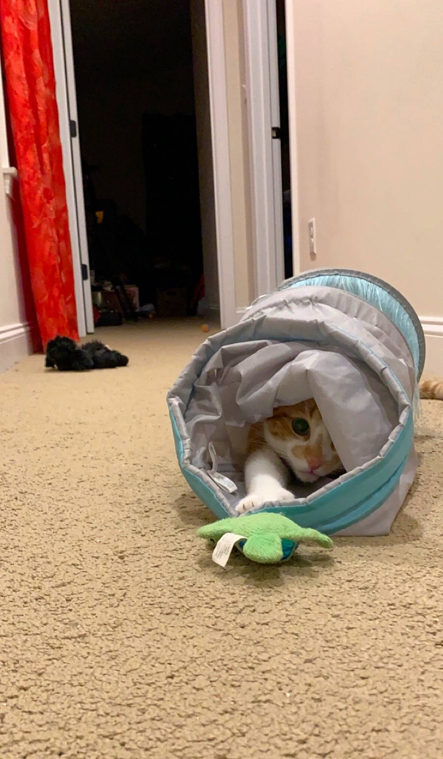 Cheshire is registered to the contest to win money with this photo: bin_bag, cat, plastic_bag, waste_container