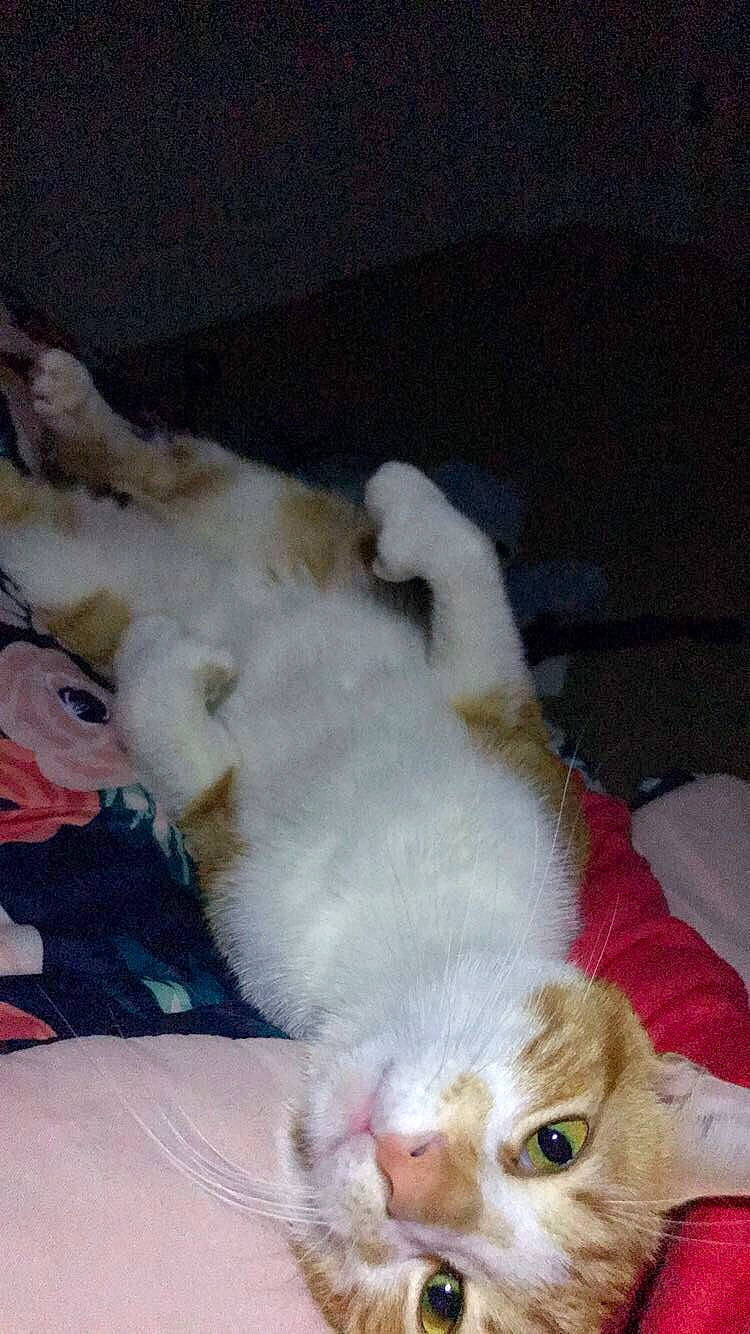 Cheshire is registered to the contest to win money with this photo: aegean_cat, american_curl, carnivore, cat, fawn, felidae, kitten, mammal, polydactyl_cat, small_to_medium_sized_cats, tail, turkish_angora, whiskers