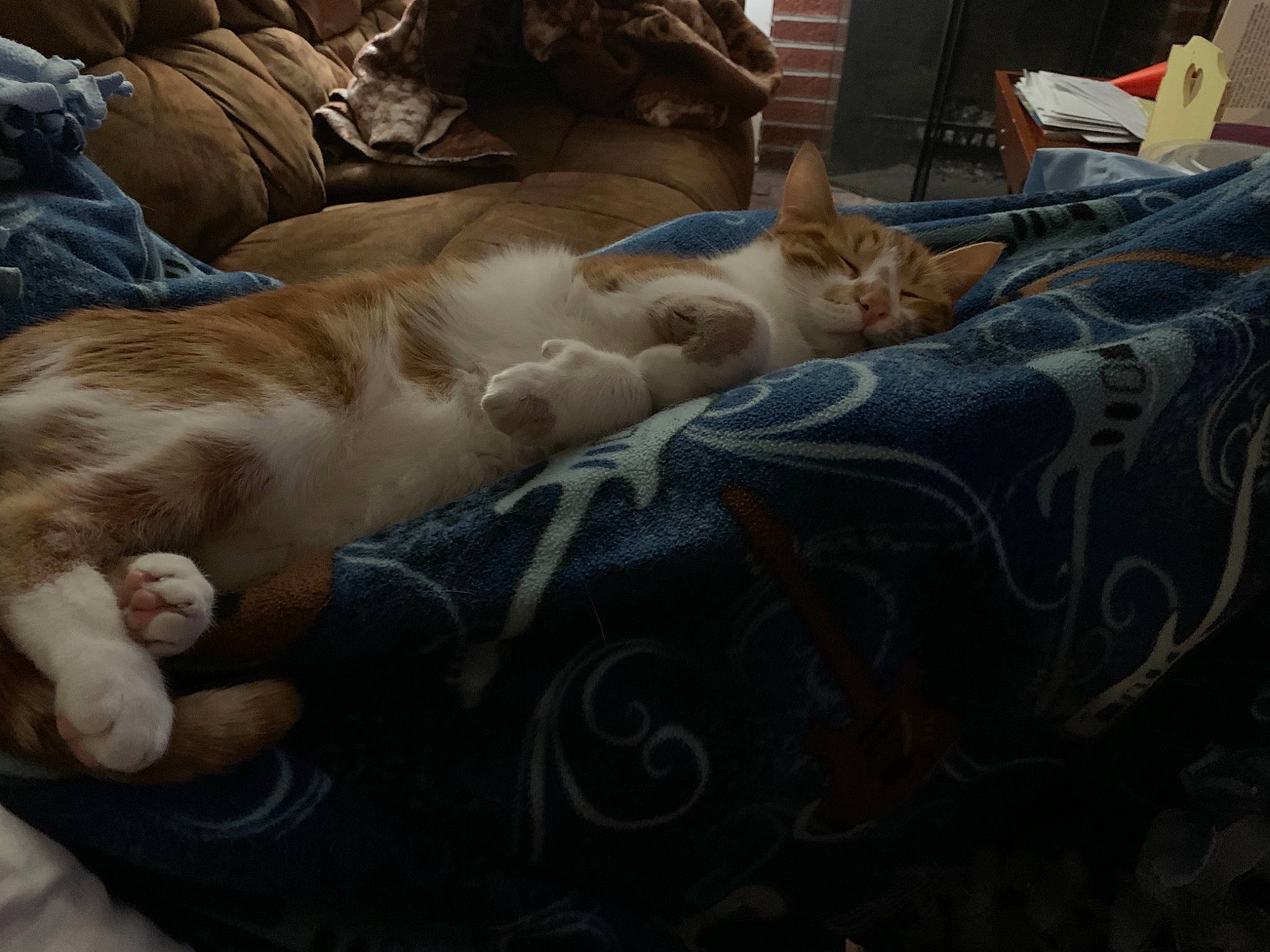 Cheshire joined the competition — help win amazing prizes! canidae, carnivore, cat, couch, ear, european_shorthair, fawn, felidae, fur, furniture, kitten, leg, nap, paw, sky, sleep, small_to_medium_sized_cats, whiskers