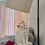 Yuki joined the competition — help win amazing prizes! kitten, cat, white_cat, fluffy, cute, pet, indoor, living_room, lamp, couch, pillow, blanket, vertical_blinds, furniture, curious, small_animal, domestic_cat, head_tilt, soft_light, cozy