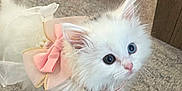 Yuki is registered to the contest to win money with this photo: kitten, cat, white_cat, blue_eyes, bow, dress, pet, indoor, carpet, toy, crocheted_toy, curious, fluffy, small_animal, cute, collar, pet_accessory, domestic_cat, feline, young_cat