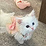 kitten, cat, white_cat, blue_eyes, bow, dress, pet, indoor, carpet, toy, crocheted_toy, curious, fluffy, small_animal, cute, collar, pet_accessory, domestic_cat, feline, young_cat