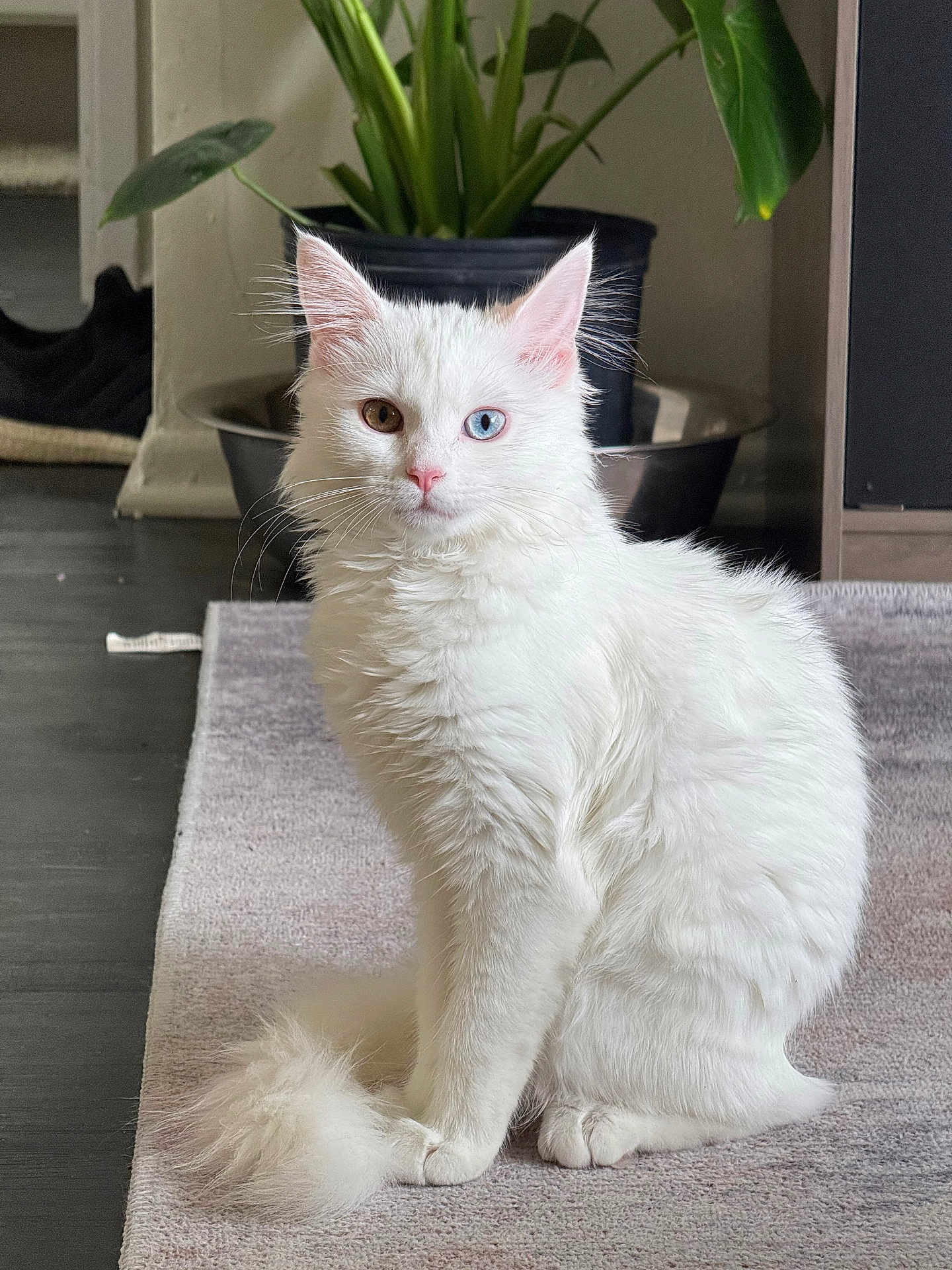 Yuki