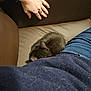 brown, casual, cat, couch, cozy, curled_up, fur, furniture, hand, indoor, jeans, kitten, leather, navy, person, pet, resting, ring, sleeping, sweater
