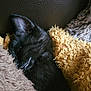 adorable, animal, black_kitten, blanket, close_up, comfort, cozy, cute, fluffy, fur, indoor, leather_background, nap, peaceful, pet, resting, sleeping, soft_texture, tiny, warm