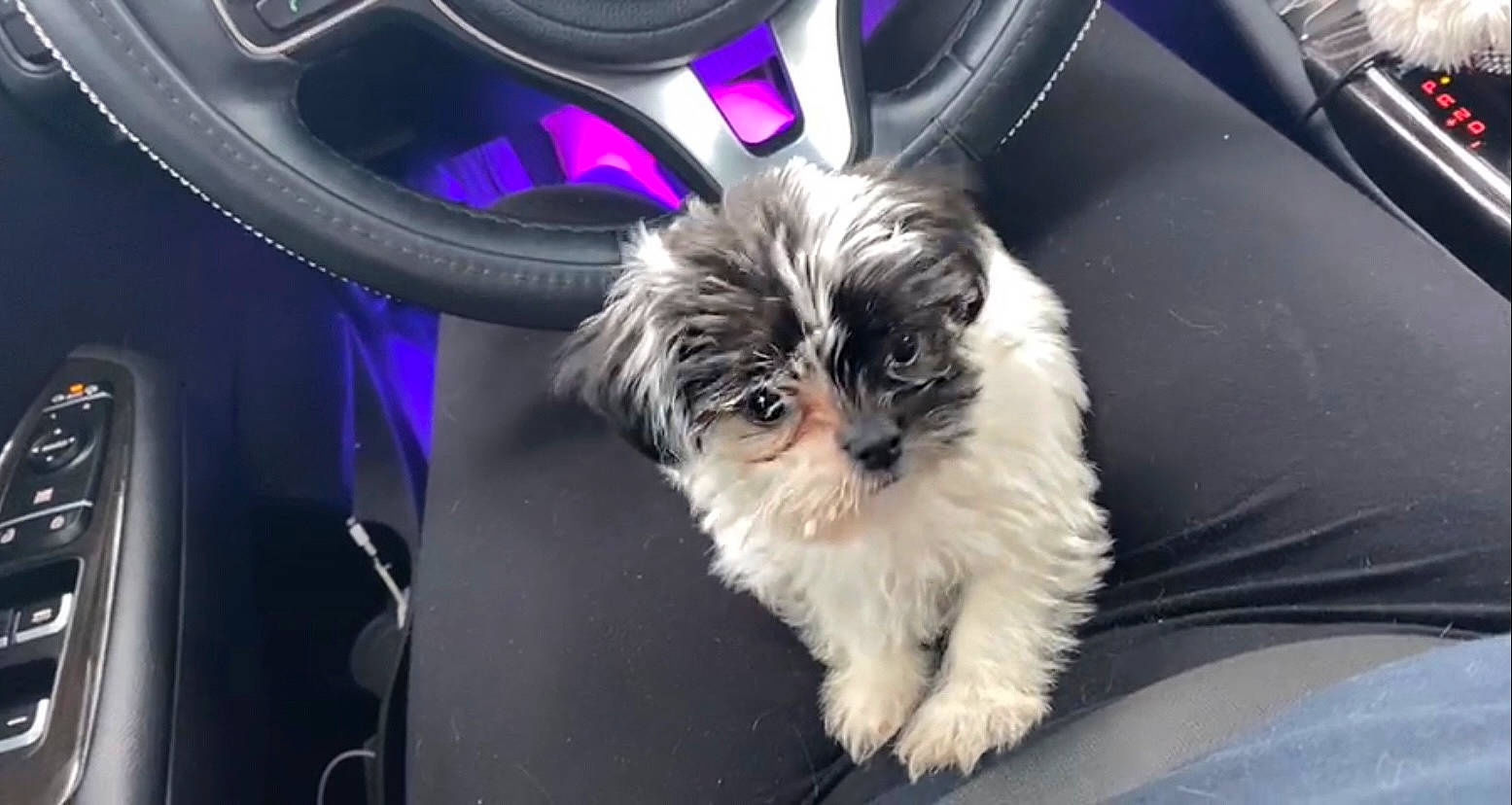 Zoey is registered to the contest to win money with this photo: affenpinscher, canidae, carnivore, chinese_imperial_dog, companion_dog, dog, dog_breed, lhasa_apso, lowchen, mal_shi, mammal, morkie, non_sporting_group, pekapoo, puppy, schnoodle, shih_tzu, snout, toy_dog, vertebrate