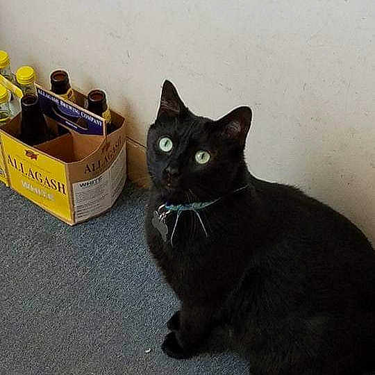 Chico