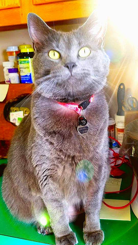 Susie joined the competition — help win amazing prizes! asian, british_shorthair, carnivore, cat, chartreux, domestic_short_haired_cat, felidae, german_rex, kitten, korat, mammal, nebelung, russian_blue, small_to_medium_sized_cats, snout, whiskers