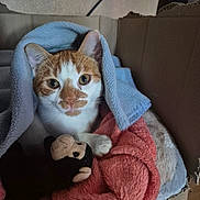 Andy a rejoint le concours — aidez-le/la à gagner de superbes lots ! cat, orange_and_white_cat, blanket, blue_blanket, coral_blanket, plush_toy, monkey_toy, cardboard_box, cozy, pet, animal, indoor, fur, cute, snug, paw, whiskers, relaxed, resting, soft