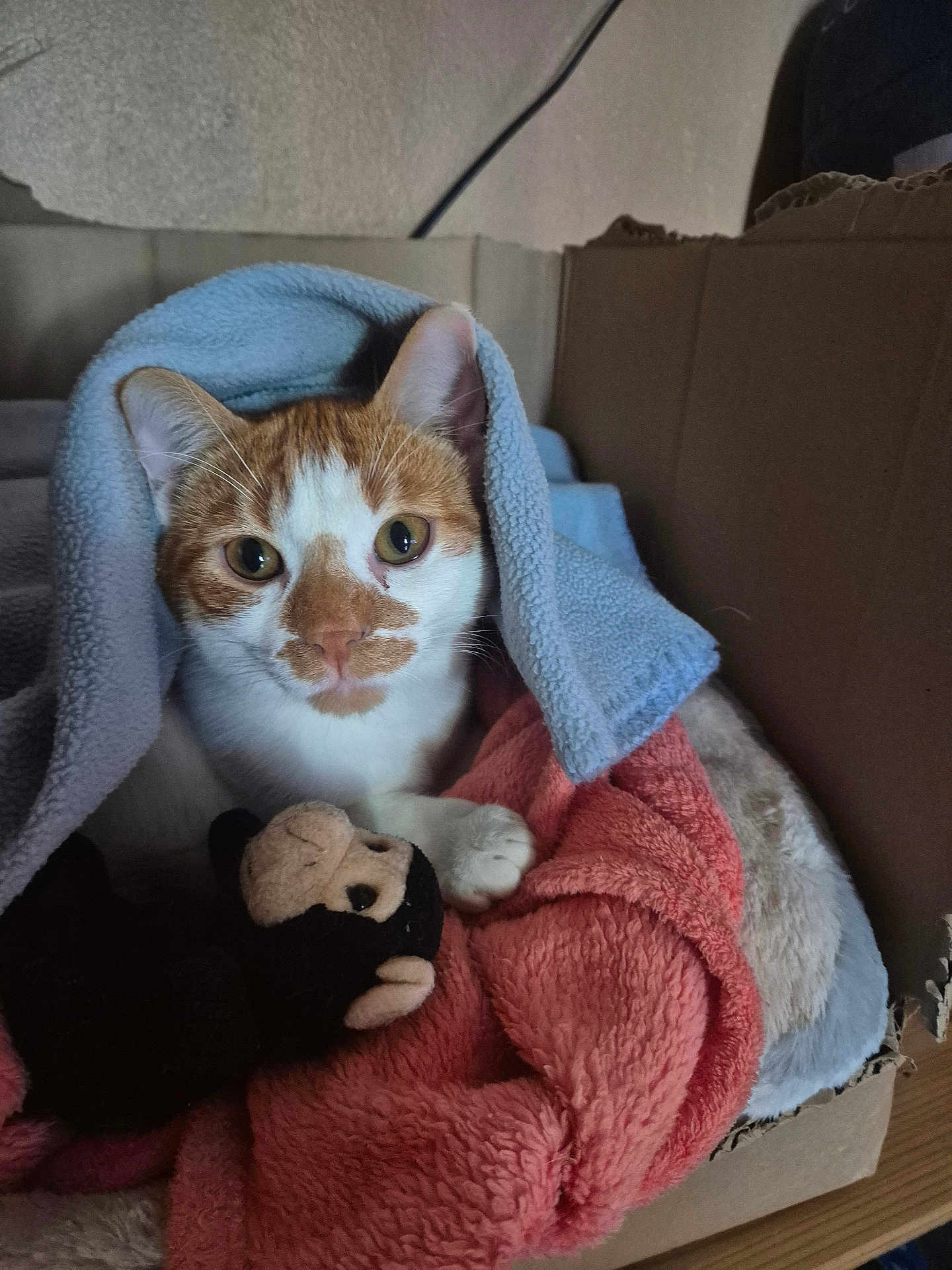 Andy a rejoint le concours — aidez-le/la à gagner de superbes lots ! cat, orange_and_white_cat, blanket, blue_blanket, coral_blanket, plush_toy, monkey_toy, cardboard_box, cozy, pet, animal, indoor, fur, cute, snug, paw, whiskers, relaxed, resting, soft