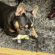 Chico joined the competition — help win amazing prizes! dog, french_bulldog, toy, plush_toy, carpet, rug, indoor, pet, animal, floor, wood_floor, ears, cute, playing, mischievous, looking_up, paw, brown, black, small