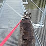 Freya a rejoint le concours — aidez-le/la à gagner de superbes lots ! dog, leash, bridge, metal_grate, chain_link_fence, water, outdoor, animal, pet, walking, gray, black, fur, path, daylight, view_from_behind, nature, canine, travel, adventure