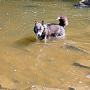 Freya participe au concours pour gagner de l'argent avec cette photo : dog, water, river, rocks, outdoor, animal, pet, nature, shallow_water, black_and_white, fur, tail, collar, wet, standing, curious, sunlight, reflection, adventure, canine