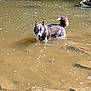 dog, water, river, rocks, outdoor, animal, pet, nature, shallow_water, black_and_white, fur, tail, collar, wet, standing, curious, sunlight, reflection, adventure, canine