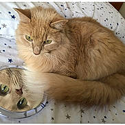 Teddy joined the competition — help win amazing prizes! cat, ginger_cat, fluffy, mirror, reflection, bed, bedspread, star_pattern, indoor, pet, animal, fur, whiskers, tail, cute, relaxed, domestic_cat, curious, closeup, resting