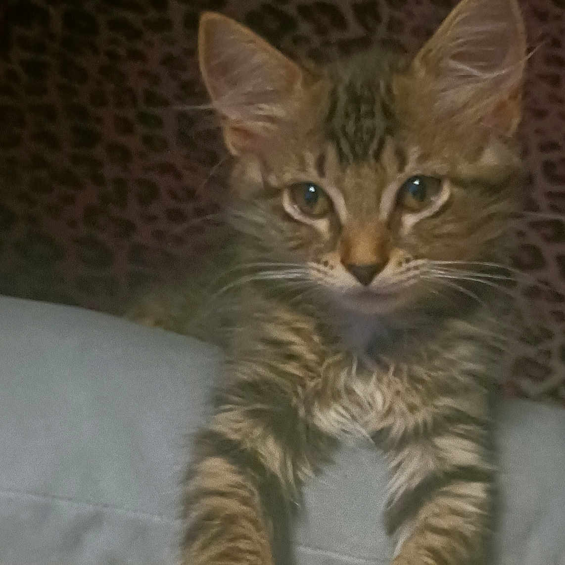 Bella is registered to the contest to win money with this photo: cat, kitten, tabby, feline, ears, paws, fur, whiskers, leopard_print, background, curious, cute, pet, animal, mammal, indoor, young, closeup, portrait, soft