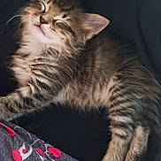 Bella joined the competition — help win amazing prizes! kitten, cat, sleeping, fur, tabby, pet, animal, cozy, resting, cute, whiskers, feline, young, soft, indoor, closeup, comfort, patterned, fabric, relaxed