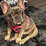 dog, french_bulldog, puppy, pink_harness, fluffy_rug, indoor, pet, cute, sitting, brown_fur, big_ears, animal, domestic, companion, floor, portrait, looking_up, small_dog, fur_texture, adorable