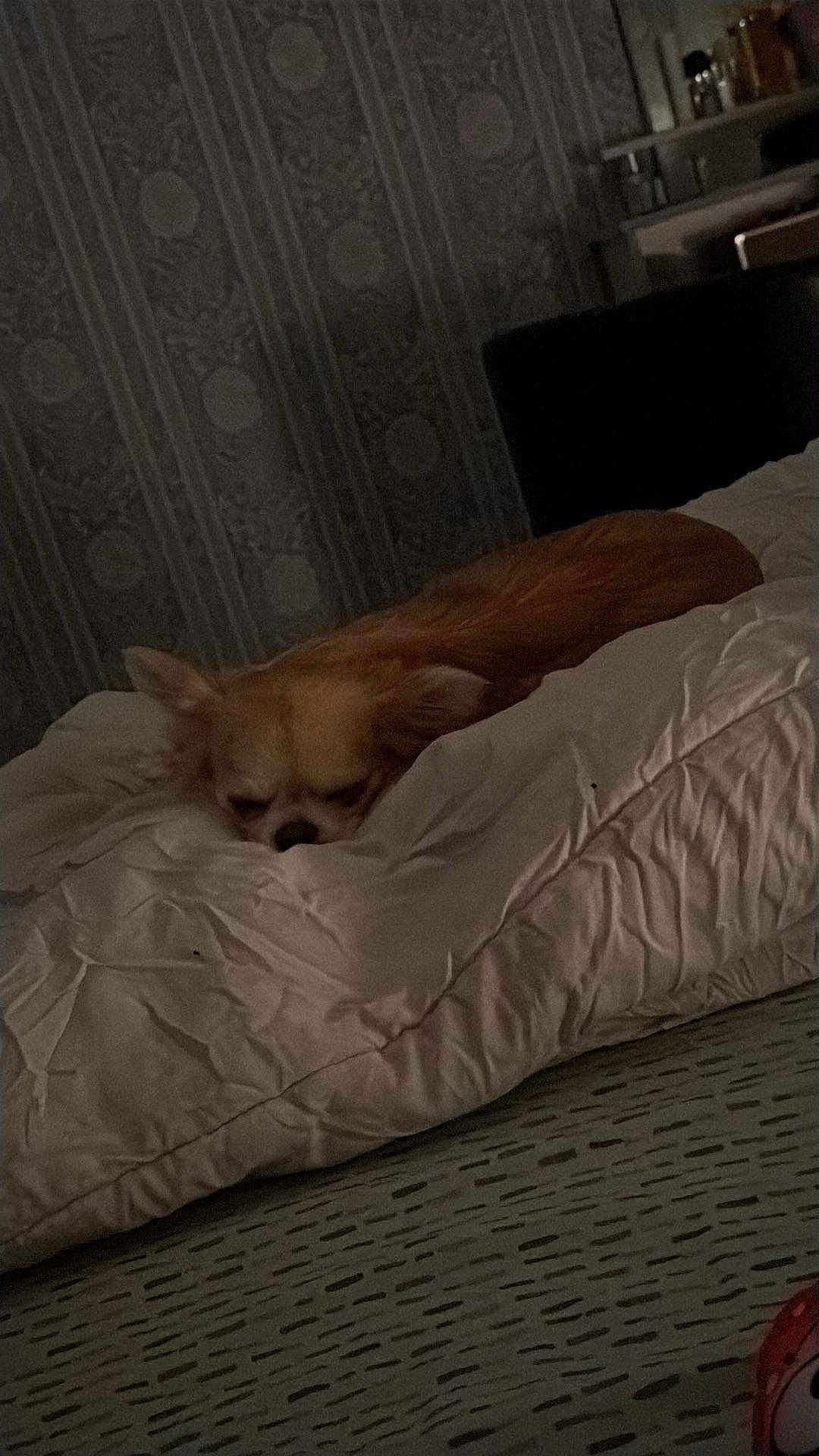 Ugo participe au concours pour gagner de l'argent avec cette photo : dog, chihuahua, bed, comforter, sleeping, resting, indoor, cozy, blanket, small_dog, fur, animal, pet, quiet, wallpaper, pattern, furniture, home, relaxing, night