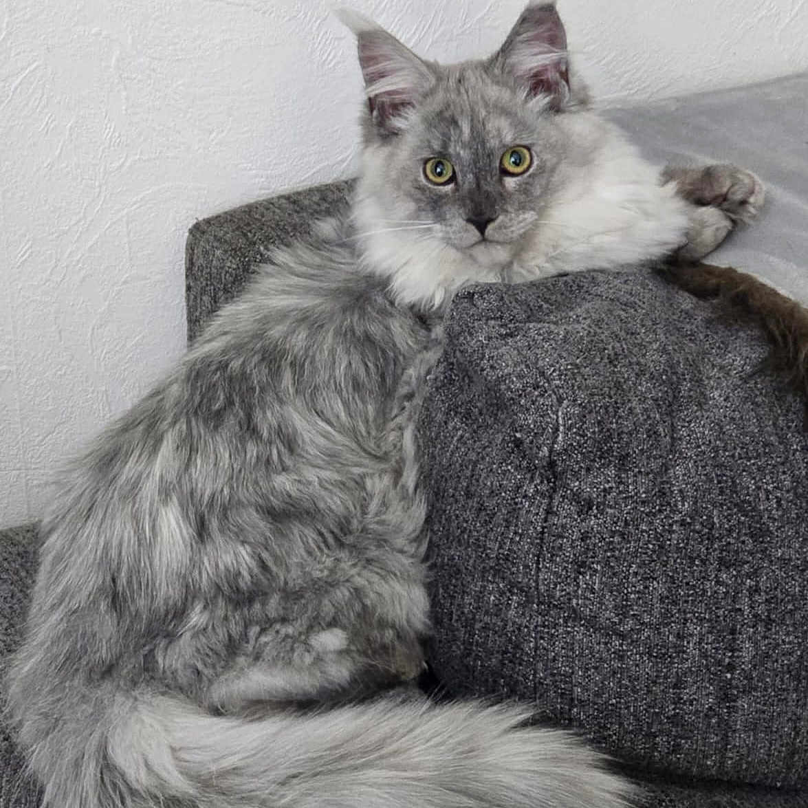 Woody participe au concours pour gagner de l'argent avec cette photo : abyssinian, angora, animal, ball, cat, chair, couch, cushion, face, furniture, head, homedecor, indoors, kitten, manx, person, pet, sport, tennis, tennisball
