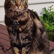 Chester is registered to the contest to win money with this photo: abyssinian, accessories, animal, cat, collar, flower, hardwood, herbal, herbs, jar, kitten, manx, pet, plant, planter, pottedplant, pottery, strap, vase, wood