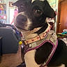 dog, black_and_white, harness, collar, indoor, living_room, furniture, door, carpet, pet, close_up, ears, eyes, curious, seated, canine, animal, domestic, portrait, household