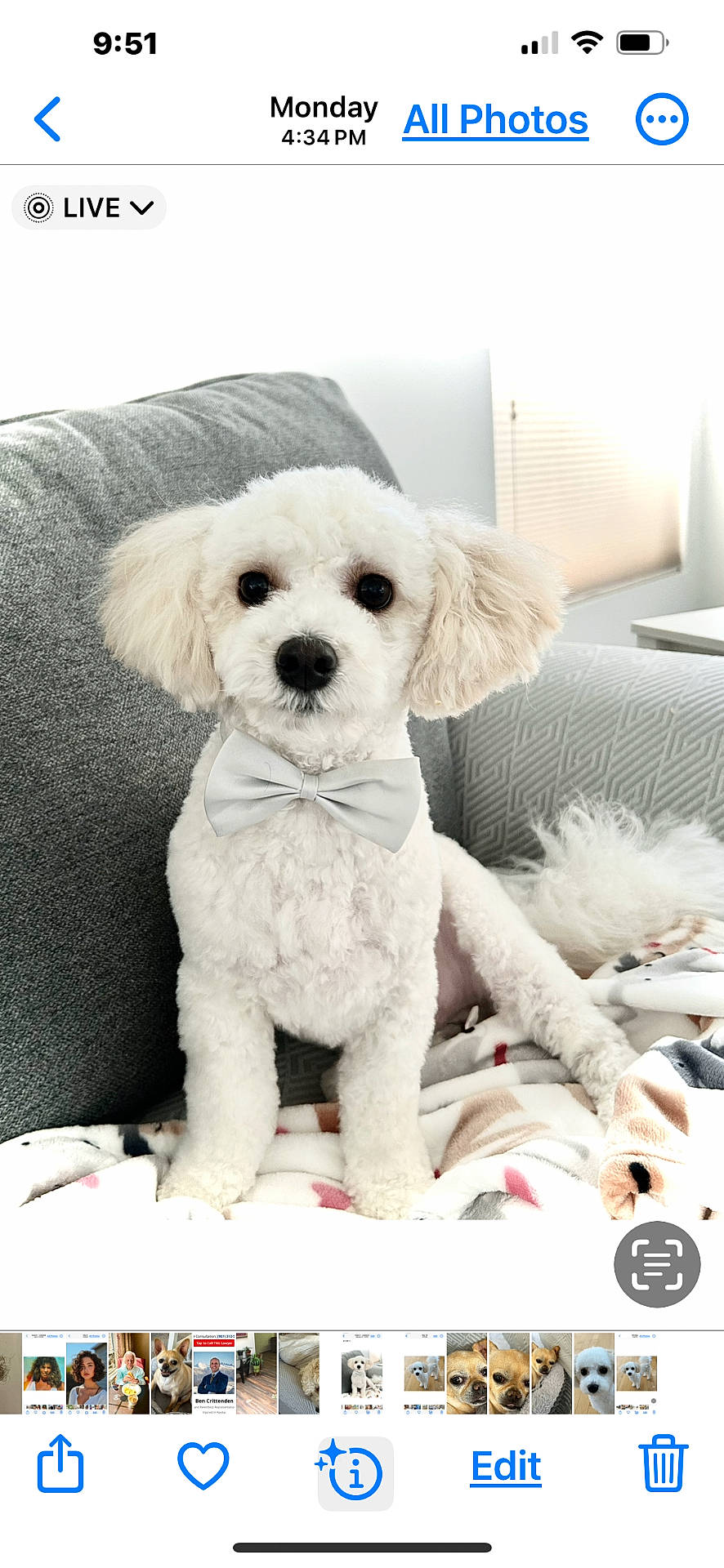 Teddy joined the competition — help win amazing prizes! accessories, animal, canine, couch, cushion, dog, face, formalwear, furniture, head, homedecor, person, pet, plush, poodle, puppy, text, tie, toy, whitedog