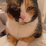 Bonnie is registered to the contest to win money with this photo: cat, calico, pet, animal, indoor, close_up, feline, whiskers, ears, paws, fur, pink_nose, relaxed, home, domestic, cute, portrait, sitting, mammal, face