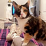 Bonnie is registered to the contest to win money with this photo: cat, calico_cat, pet, indoor, bed, blanket, plaid, person, leg, sock, shoe, furniture, room, door, shelf, curious, animal, domestic, cozy, home