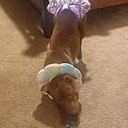 Terra joined the competition — help win amazing prizes! animal, bed_frame, brown_dog, canine, carpet, chewing, colorful_collar, cute, dog, domestic, floor, furniture, home, indoor, pet, playful, relaxed, shadow, skirt, toy