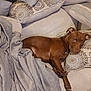 Terra is registered to the contest to win money with this photo: dog, brown_dog, couch, pillow, blanket, indoor, pet, relaxed, animal, fur, canine, resting, comfort, fabric, home, furniture, laying_down, looking, ears, paw