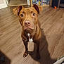 Terra joined the competition — help win amazing prizes! dog, brown_dog, pet, indoor, wooden_floor, shelf, dvd_collection, ball, speaker, curious, looking_up, ears_up, white_patch, animal, flooring, room, home_interior, furniture, canine, domestic_animal