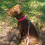 dog, brown_dog, sitting, pink_harness, leash, grass, leaves, outdoor, nature, sunlight, shadow, water, pond, calm, pet, canine, side_view, daytime, animal, park