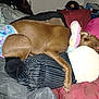 Terra joined the competition — help win amazing prizes! bed, blanket, brown_dog, canine, comfort, cozy, cushion, diaper, dog, fur, home, indoor, pet, pillow, plush_neck_pillow, relaxation, resting, sleeping, striped_pillow, stuffed_toy