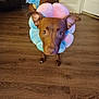 Terra is registered to the contest to win money with this photo: animal, brown_dog, canine, costume, curious, cute, dog, domestic_animal, door, ears_up, floor, flower_collar, furniture, home_interior, indoor, looking_at_camera, pet, playful, standing, wooden_floor