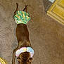accessory, animal, brown_dog, carpet, clothing, colorful, cozy, cute, dog, domestic, floor, home, indoor, lying_down, neck_pillow, patterned, pet, relaxed, resting, skirt