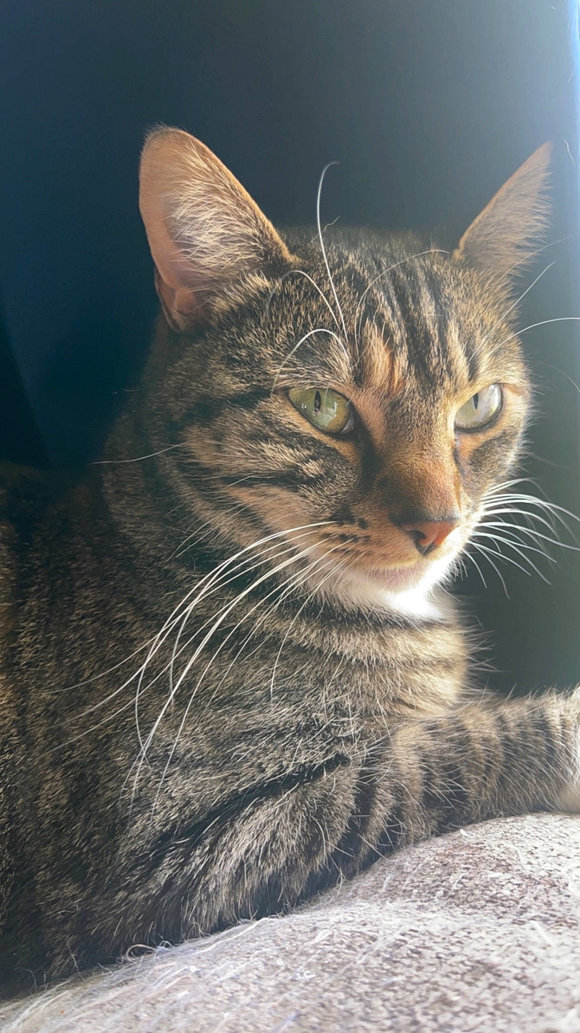 Minnie is registered to the contest to win money with this photo: carnivore, cat, darkness, domestic_short_haired_cat, felidae, fur, grass, iris, paw, sitting, small_to_medium_sized_cats, snout, tail, terrestrial_animal, tree, whiskers, wildlife, window