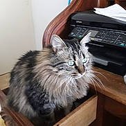 Galy participe au concours pour gagner de l'argent avec cette photo : cat, tabby_cat, blue_eyes, fluffy_fur, drawer, wooden_furniture, printer, paper, indoor, pet, curious, feline, home_office, closeup, animal, mammal, whiskers, ears, sitting, looking