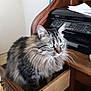cat, tabby_cat, blue_eyes, fluffy_fur, drawer, wooden_furniture, printer, paper, indoor, pet, curious, feline, home_office, closeup, animal, mammal, whiskers, ears, sitting, looking