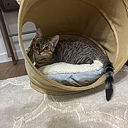 Grisou participe au concours pour gagner de l'argent avec cette photo : cat, tabby_cat, pet, animal, indoor, cozy, bed, cushion, furniture, carpet, floor, tunnel_bed, striped, curious, resting, ears, eyes, tail, feline, soft