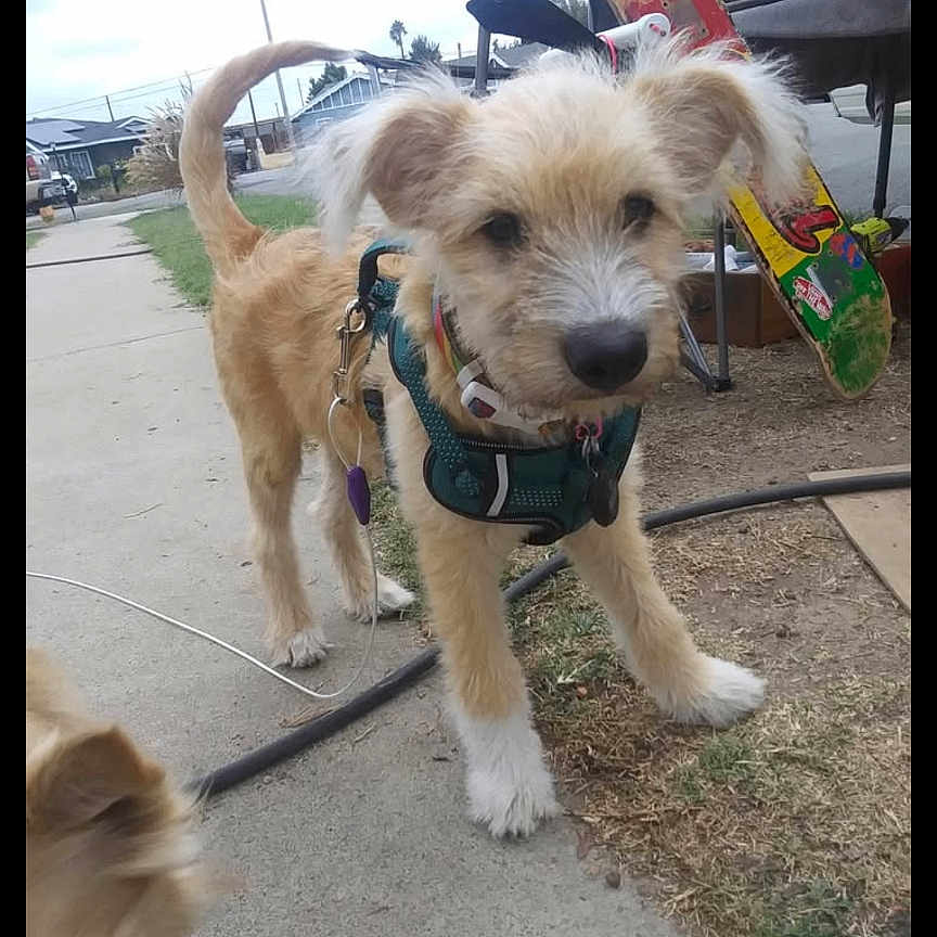 Miley Cyrus is registered to the contest to win money with this photo: accessories, animal, ball, canine, car, dog, goldenretriever, grass, leash, outdoors, path, pet, plant, poodle, puppy, sidewalk, strap, terrier, transportation, vehicle