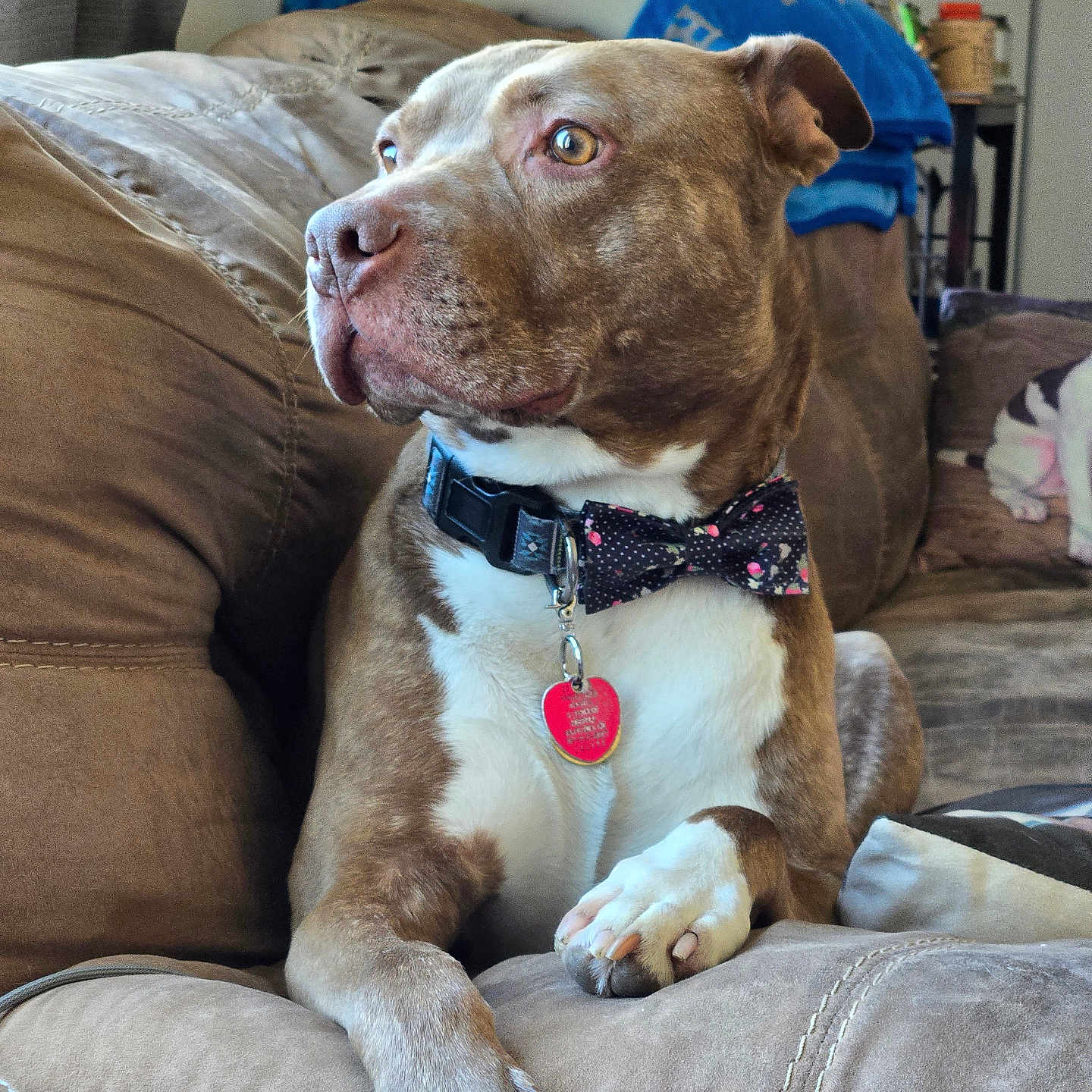Cooper is registered to the contest to win money with this photo: accessories, animal, architecture, building, bulldog, canine, chair, collar, couch, cushion, dog, formalwear, furniture, homedecor, hound, pet, pitbull, pointer, puppy, tie
