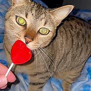 Gary joined the competition — help win amazing prizes! animal, bed, blanket, cat, close_up, curious, cute, domestic, feline, hand, heart_shaped, indoor, lollipop, pet, playful, red, soft, striped, tabby, whiskers